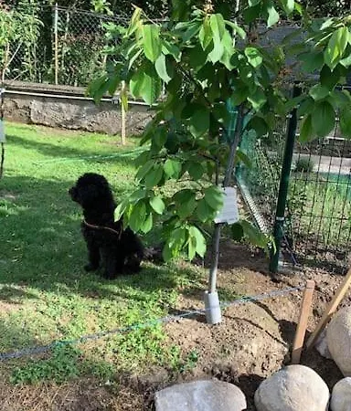 Apartment Pongo *
